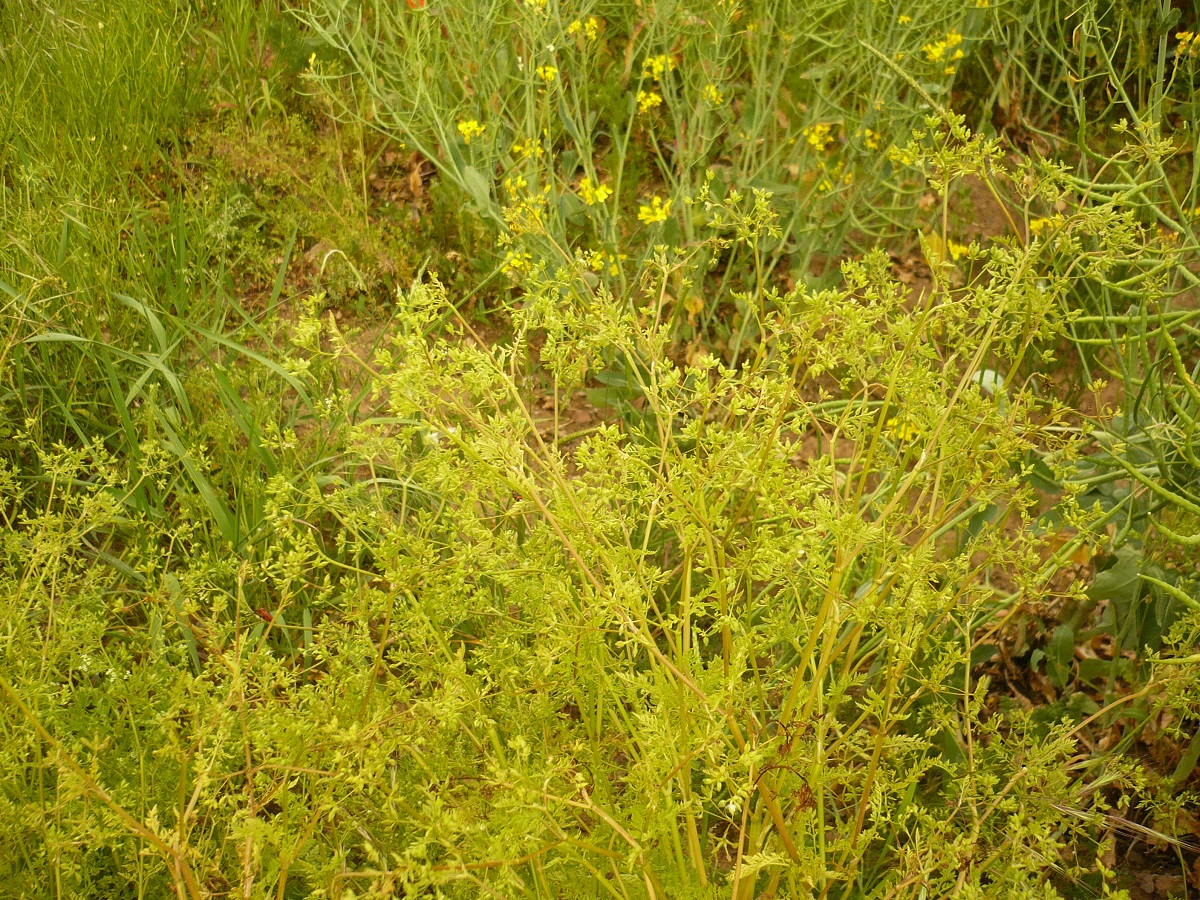 Anthriscus caucalis var. caucalis (Apiaceae)